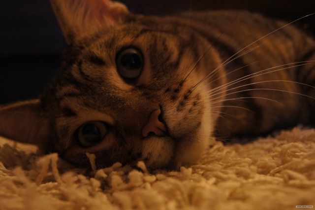 Котовторник (21.02.2012)