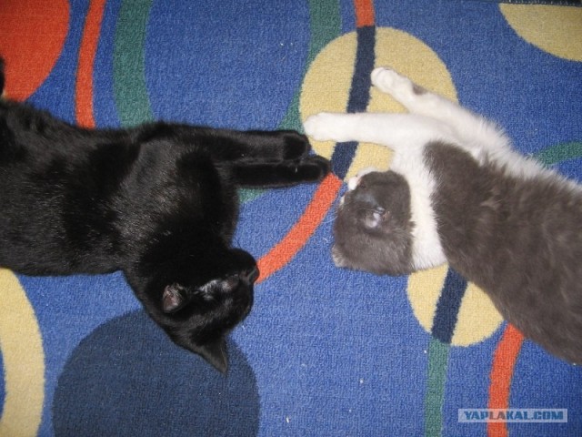Котовторник  от 3.04.2012