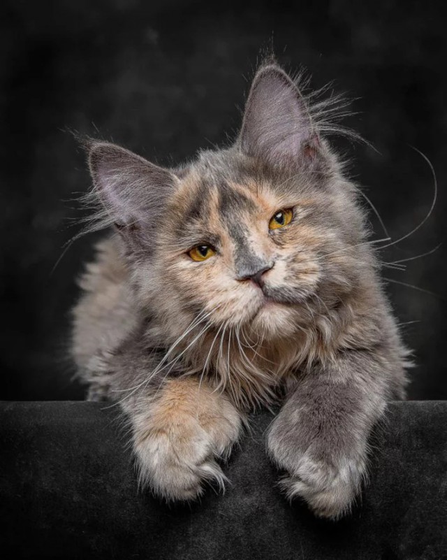 Немного милоты