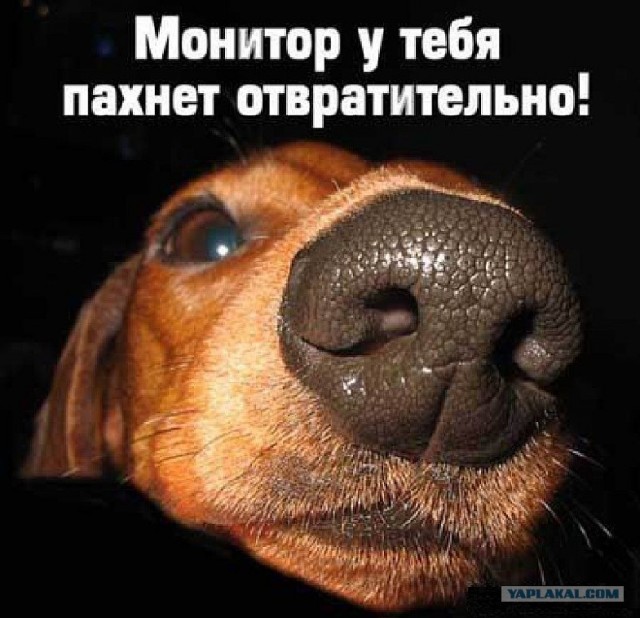 Как видит мир собака