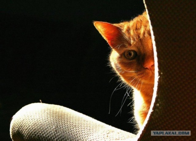 Котовторник 11.09.2012