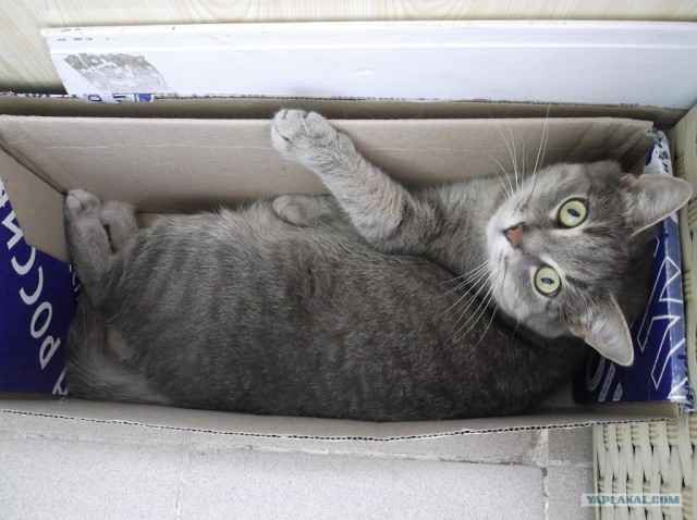 Котовторник 30.10.2012