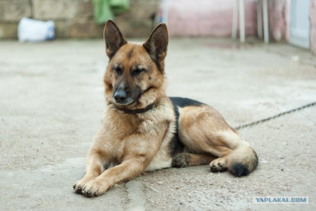 Собакочетверг