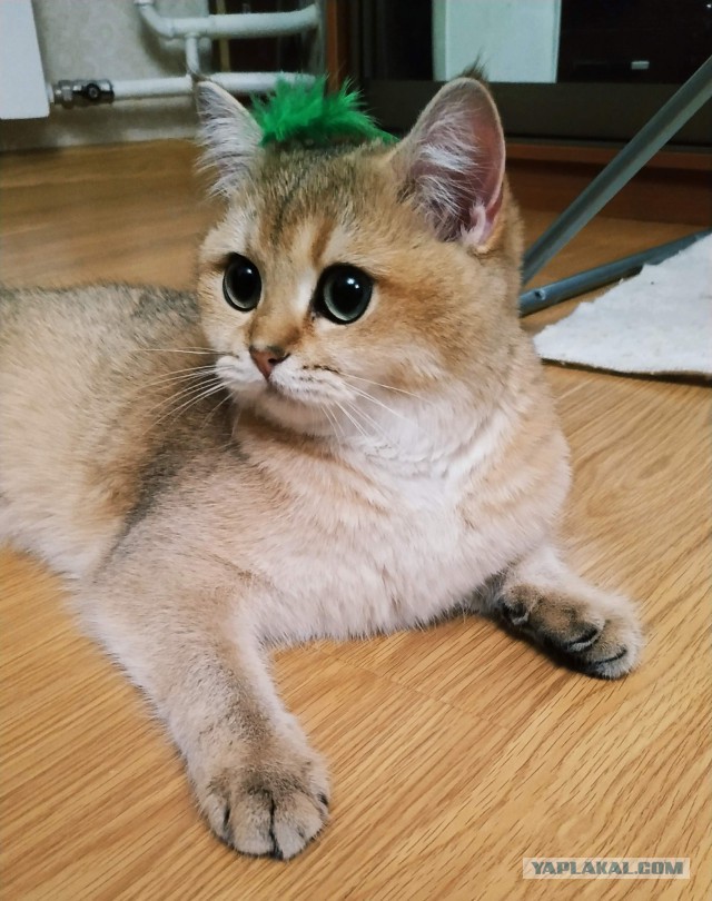 С Днём кошки!