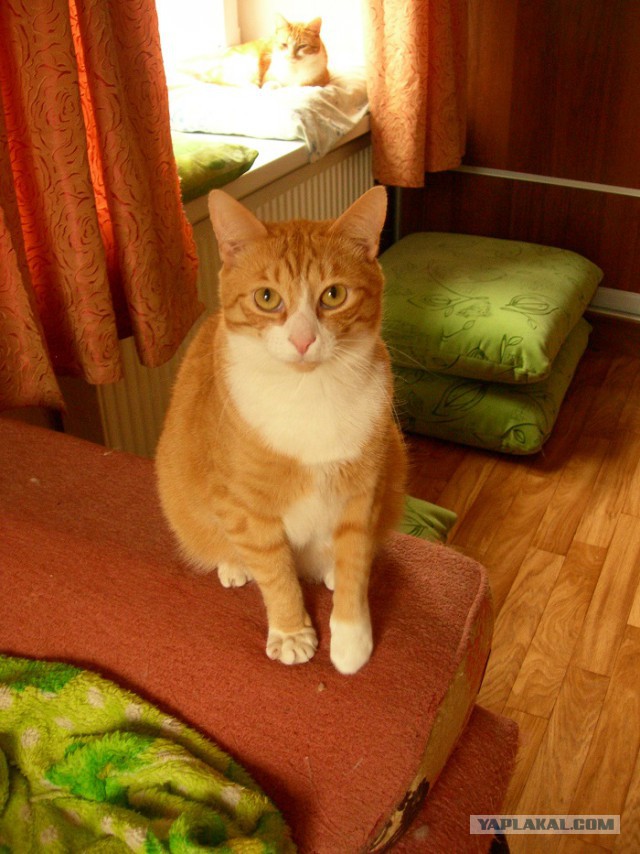 Котовторник 19.03.2019