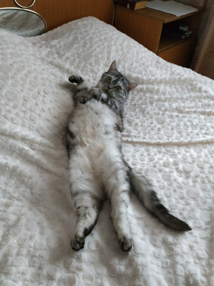 Картинки с котами и про котов