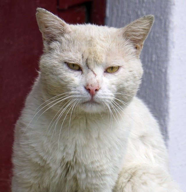 Дикий котовторник 11.06.19