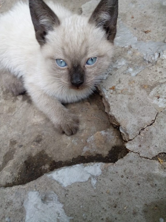 Забавные фото котеек