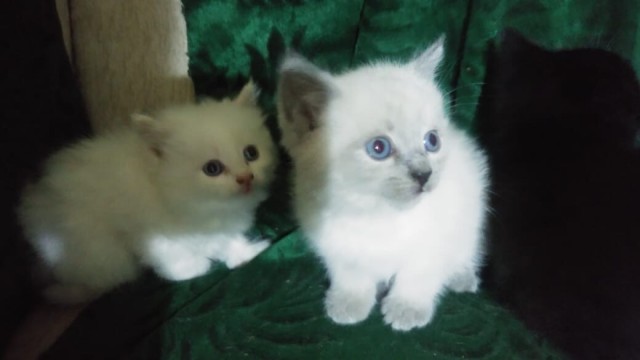Забавные фото котеек