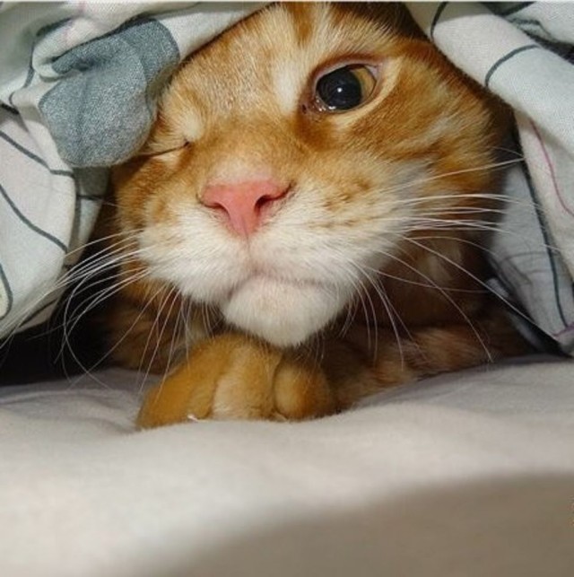 ̶К̶о̶р̶о̶н̶  Котовторник!