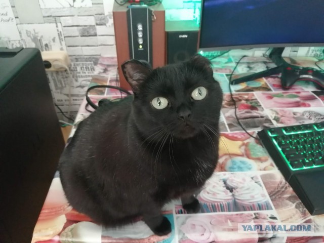 Решил изменить судьбу котейки