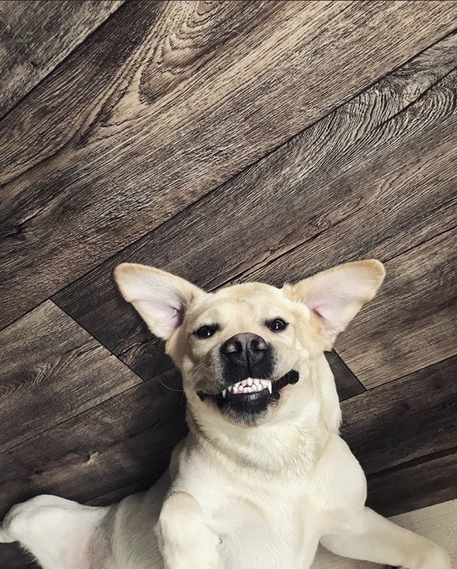Победители конкурса фотографии Comedy Pet Photo Awards 2020