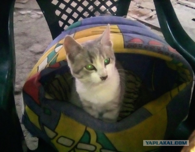 Был у меня кот