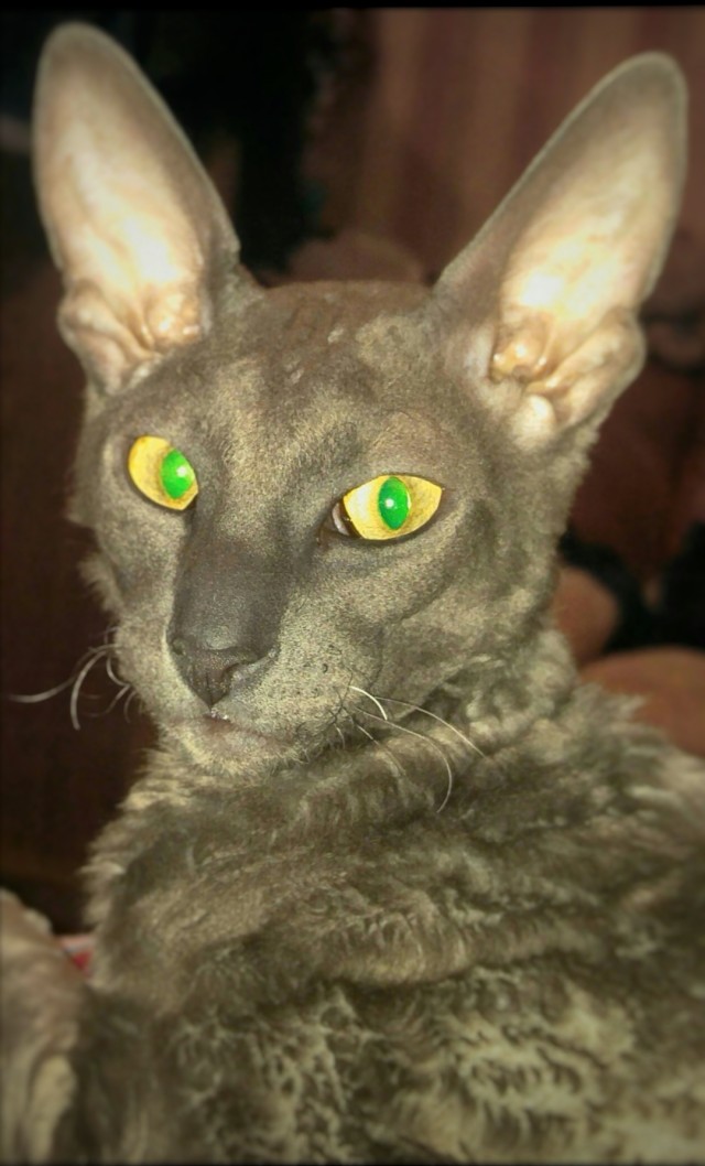 К - Котогеничность