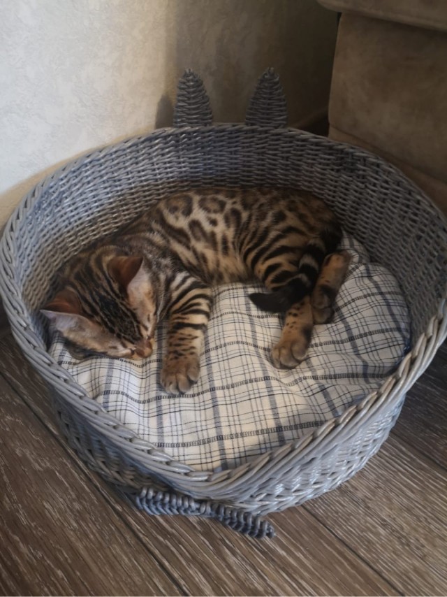 Последний котовторник 2020 года