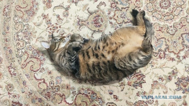 Котовторник. Добавляйте своих