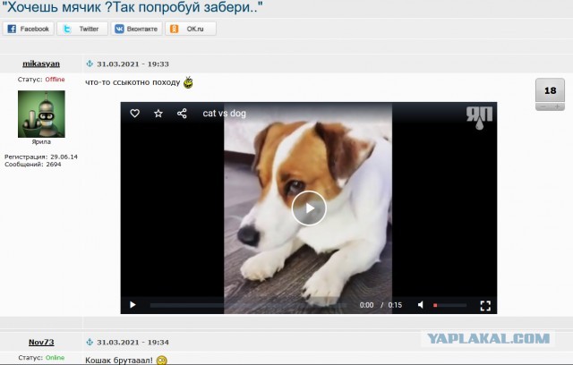 Игра в гляделки - раунд за суровым котейкой