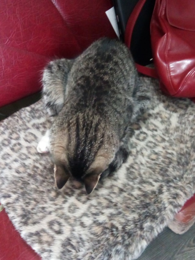 Котовторник же!