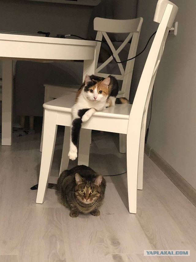 Даешь котовторник!