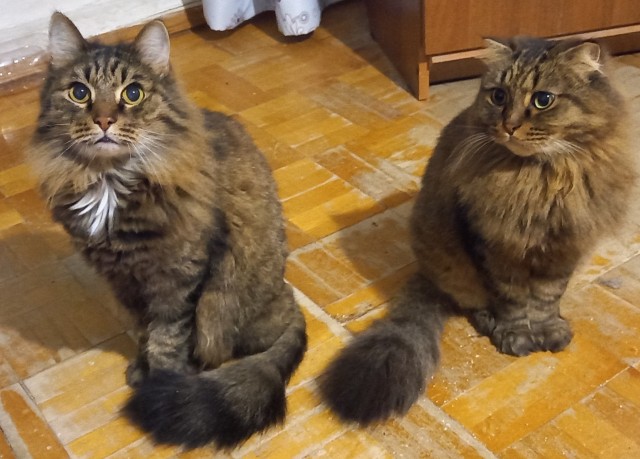 Котовторник 28.09.21