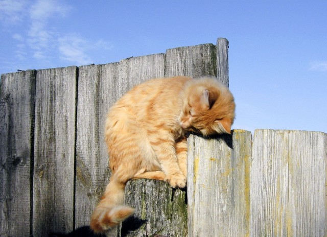 Котовторник так котовторник
