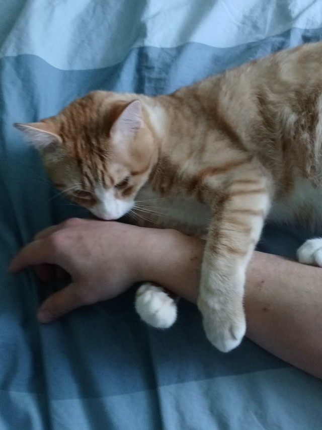 Кот жуёт, распространите