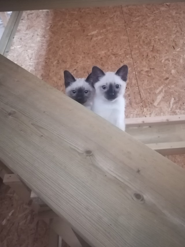 Котовторнику быть