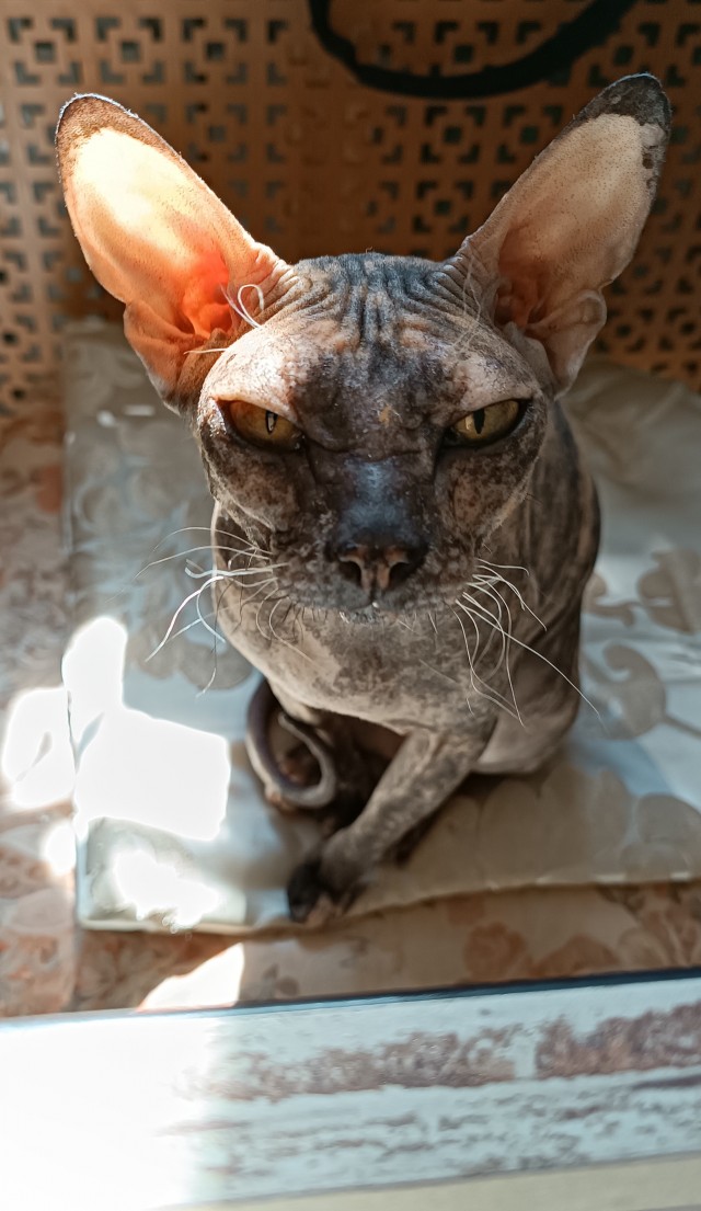 Нам годик в котовторник