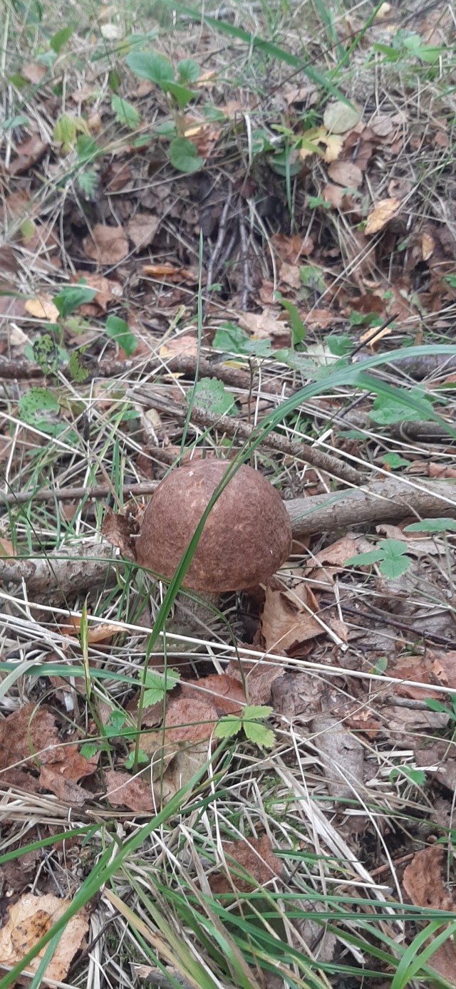 Грибов нет