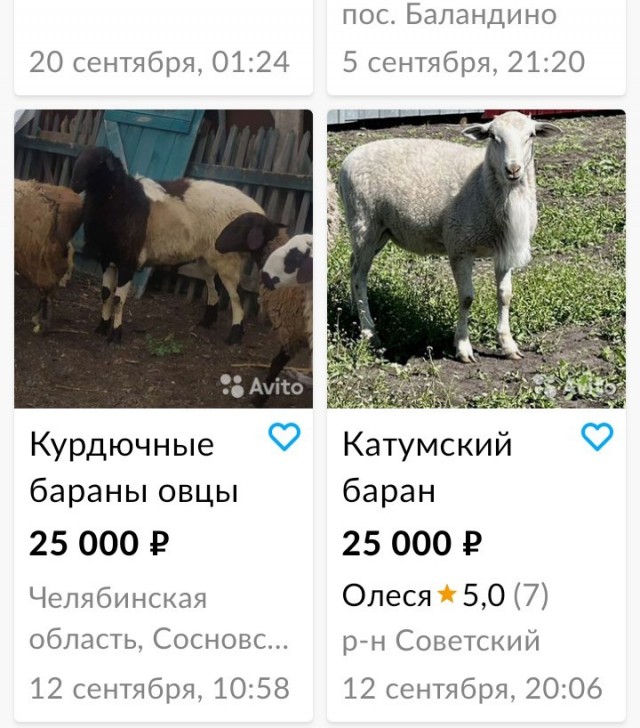 В Туве власти предоставят семье каждого мобилизованного по живому барану