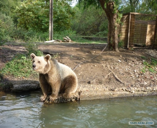 Абхазия там где....