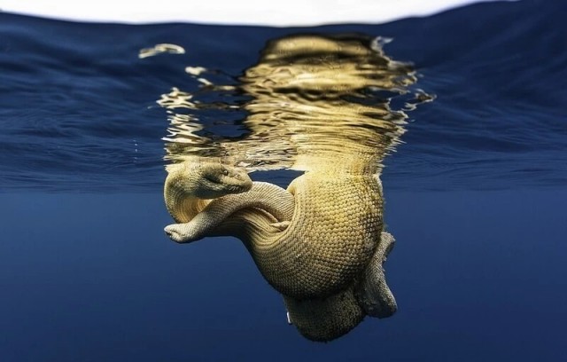 Победители фотоконкурса Ocean Photographer of the Year 2022