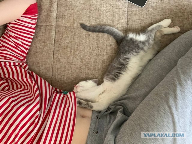 Котовторник. Котенок Кисель