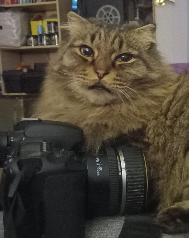 Вторник, ваши коты и кошки в студию