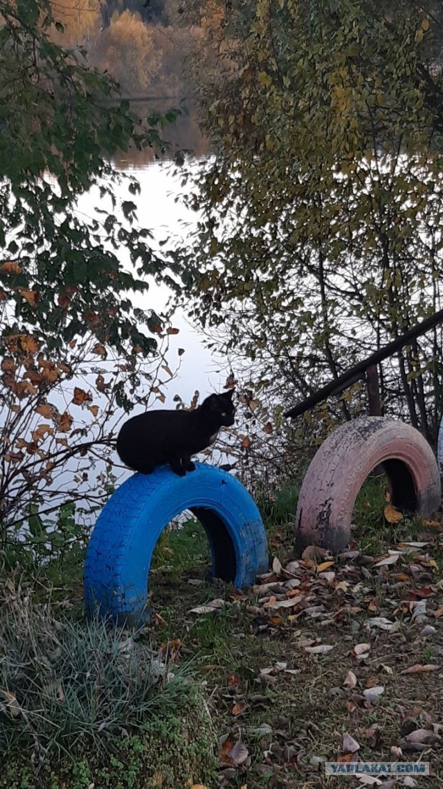 Сегодня День защиты черных котов!