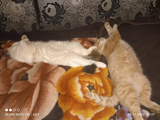 Без кота жизнь не та