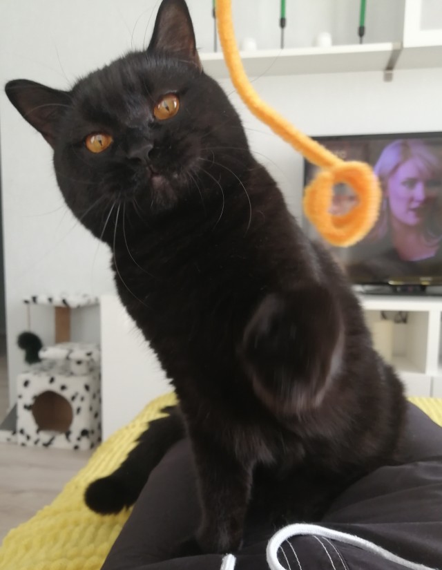 Котовторнику посвящается