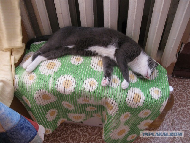 Котовторник 09.04.2013