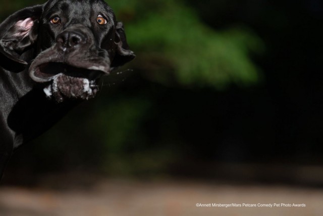 Comedy Pet Photo Awards 2020