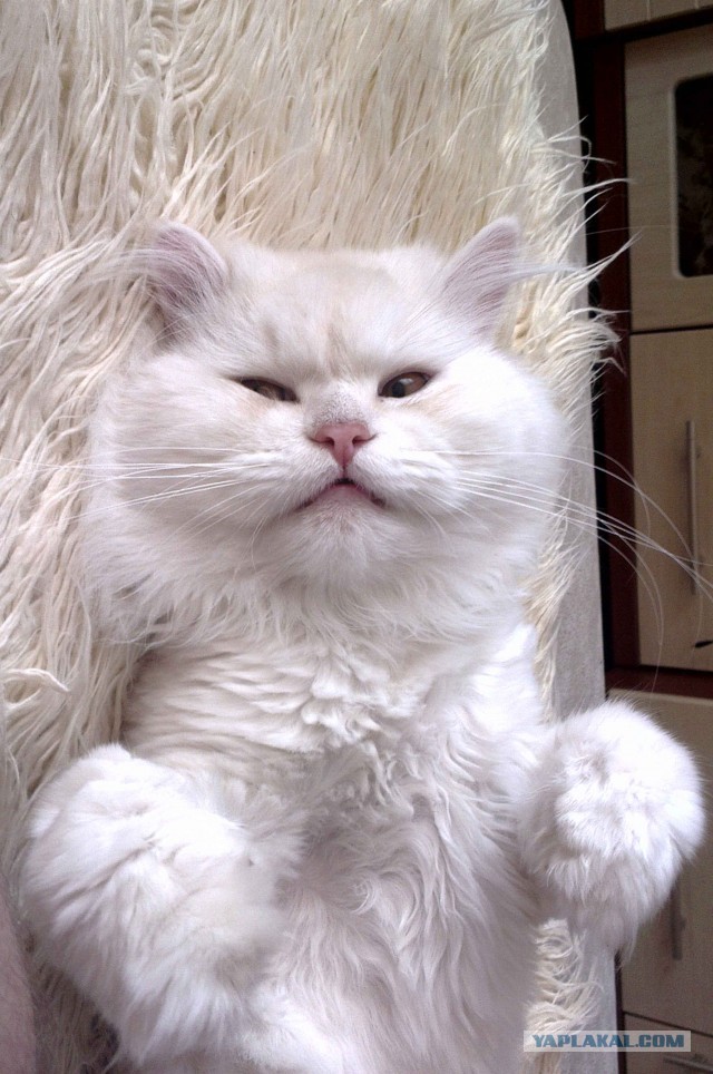 Котовторник 23.04.2013