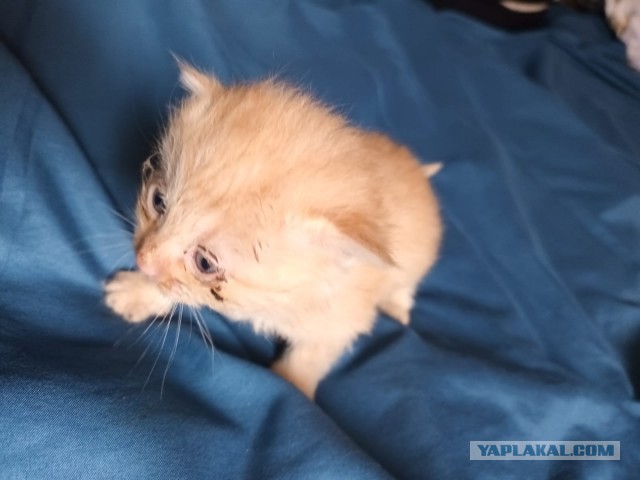 Дёмка вас желает видеть
