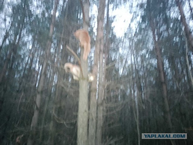 Жизнь домашнего приюта для котеек 472
