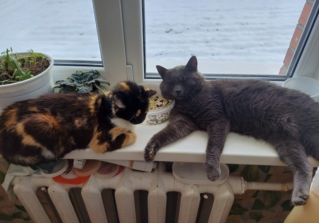 Мой котяра