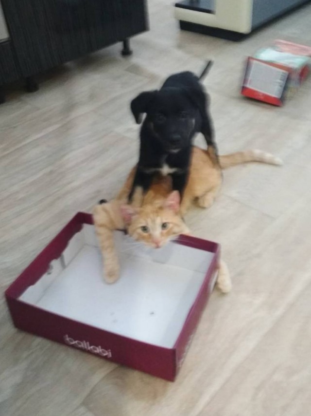 Девочка, которая не бросит