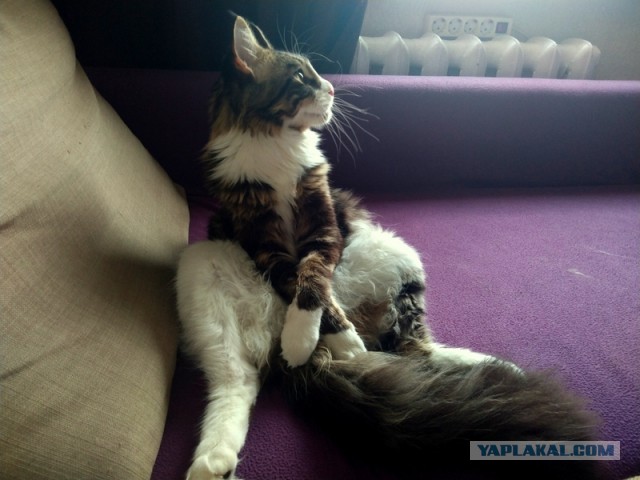 Мэйн-кун!  Котовторнику посвещается!