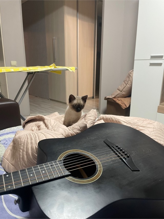 Котовторник, от мала до велика