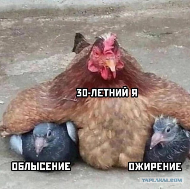 Веселые картинки в понедельник (29.10)