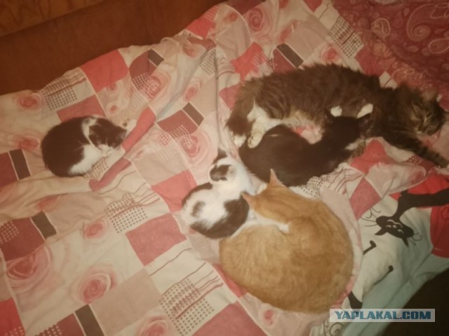 Жизнь домашнего приюта для котеек 525