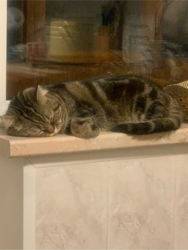 Мой кот