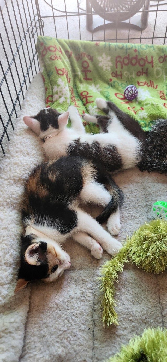 Кошки-сестрëнки любят друг друга